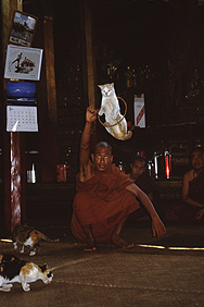 Trained cats in the big monastery at the Inle Lake
