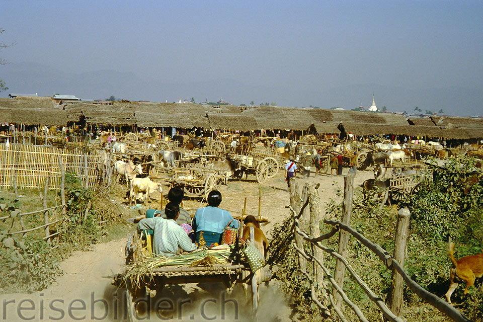 Oxcarts at the Nampan Market at the Inle Lake