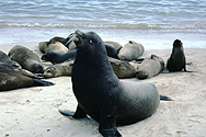 Sea-lions on Galápagos Islands