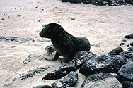 Baby sea-lion on Galápagos Islands