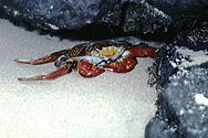 Crawfish on Galápagos Islands