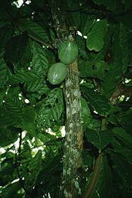 Cacao tree near Taman Negara national park