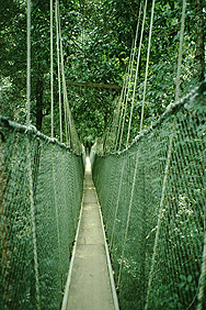 The Canopy Walkway in Taman Negara national park