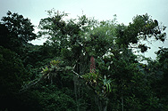 Tropical plant diversity