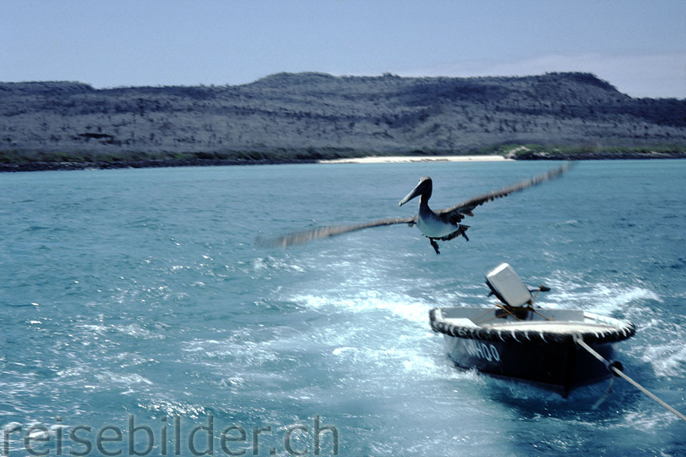 Pelican on Galápagos Islands