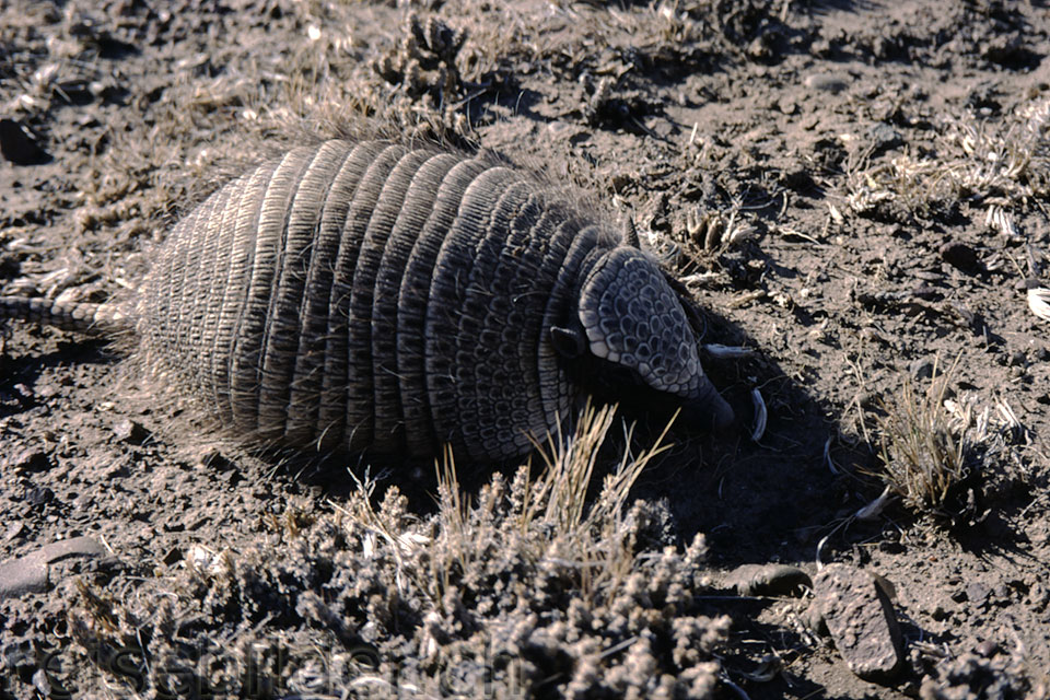 Armadillo in the Pampa