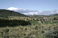 Herd of Guanacos in the national park
