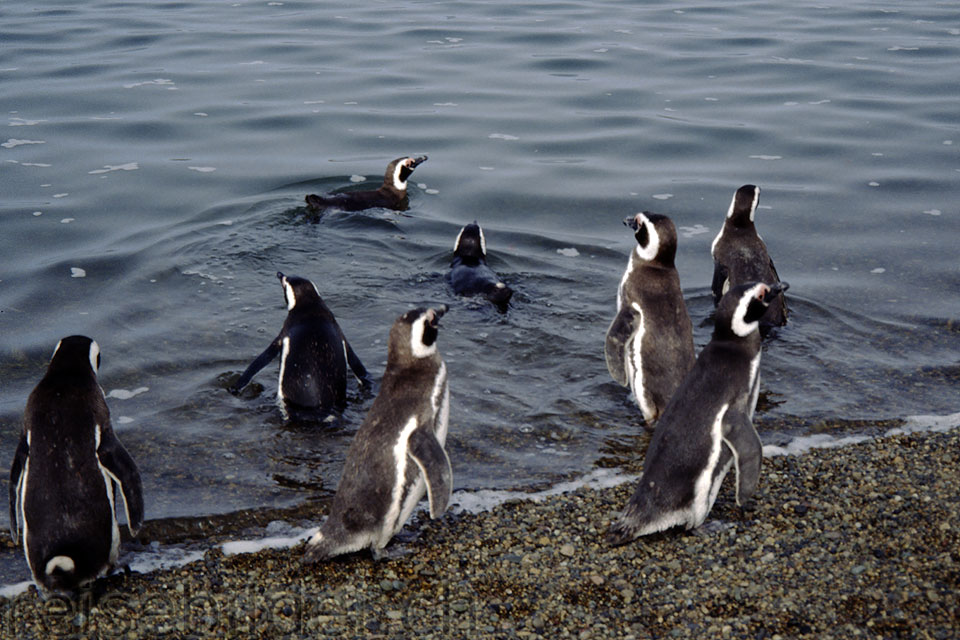 Penguins on Península Valdéz in Patagonia