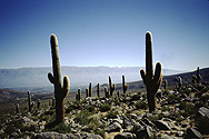 Cacti in the highland near Cafayate