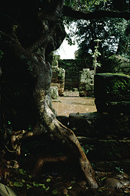 "Human tree" in San Ignacio, Misiones